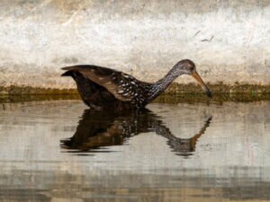 A Limpkin gliding on water. You can see its shadow reflecting in the water. 