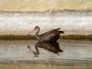 A Limpkin sitting in water with a snail in its mouth. You can see its shadow reflecting in the water. 