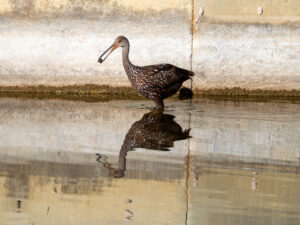 A Limpkin standing in water with a snail in its mouth. You can see its shadow reflecting in the water. 