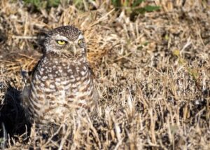 A burrowing owl looking toward the right. It's surrounded by brown grass. 