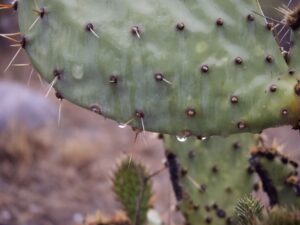 A close up of water droplets dripping from a cactus. 