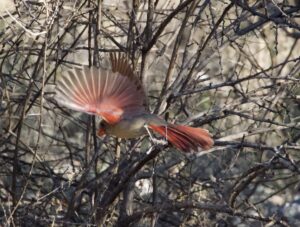 A cardinal in flight with twiggy bushes in the background. 