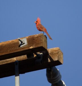 A male cardinal perched on a wood beam, looking to the left. 