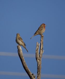 Two house finches perched on the top branches of a desert tree, with blue sky in the background. 