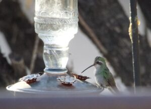A green broad-billed Hummingbird perched on a feeder. 