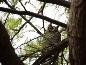A great horned owl up in the branches of a tree, looking to the right of the frame. 