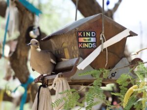 A mourning dove sitting on a birdhouse with a sticker that says "kind to all kinds."