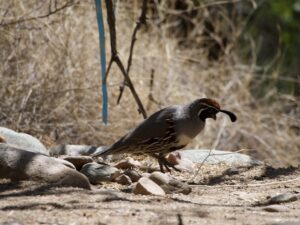 A gambel's quail stands looking to the right of the frame in a dirt/rocky terrain. 