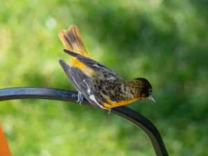 A baltimore oriole perched on a metal post. 