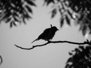 A black and white profile of finch. 