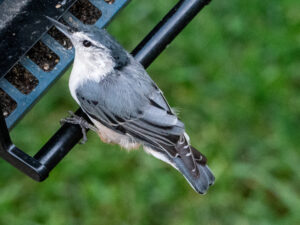 An eastern bluebird perched on a feeder
