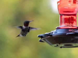 A hummingbird hovering in flight approaching a feeder. 