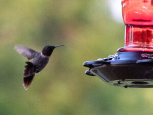 A hummingbird in flight approaching a feeder. 