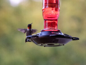 A hummingbird in flight landing on a feeder. 